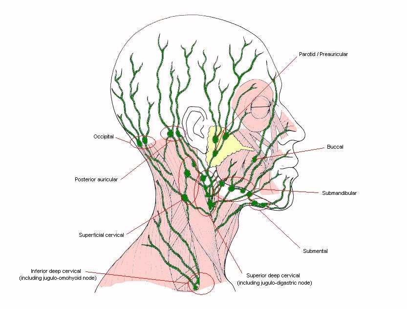 lymphatic-drainage.jpg