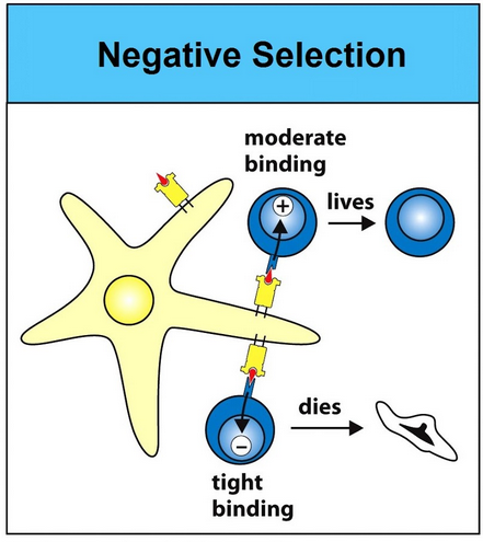 mm-negative-selection.png